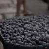 Benefícios do açaí