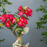 Rosa do deserto
