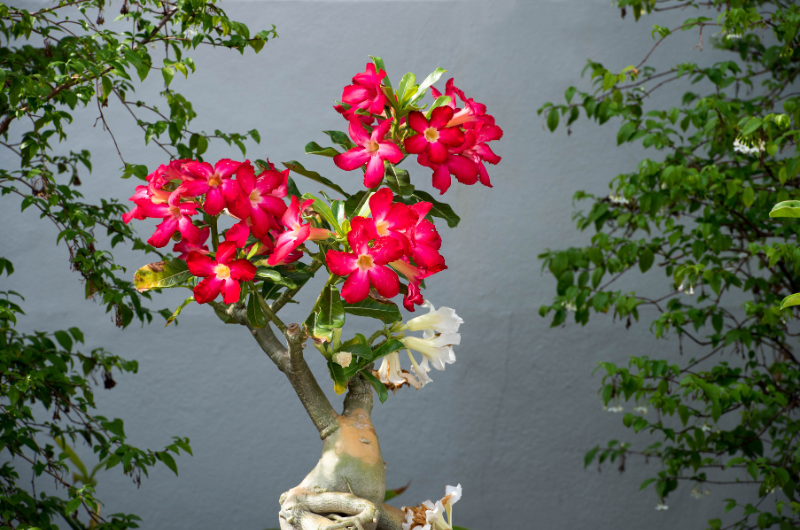 Rosa do deserto