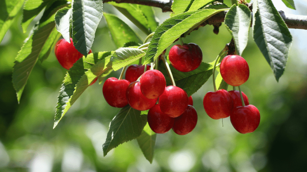 Benefícios da pitanga