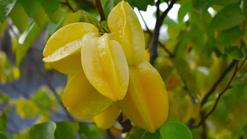 Carambola faz mal