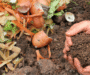 Como fazer compostagem: transforme restos de comida em vida