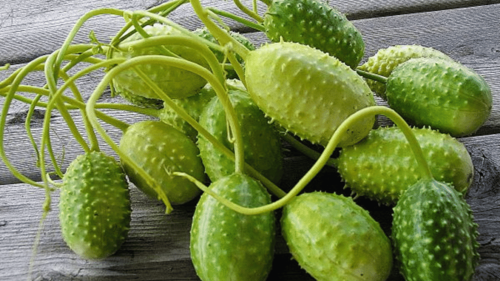 Maxixe benefícios e como fazer no dia a dia de forma simples Maxixe